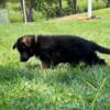 AKC German Shepherd puppies