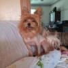 Adult great mother yorkie