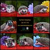 Adorable Baby Hedgehogs - www.topnotchhedgehogs.com - USDA Licensed Breeders - We ship