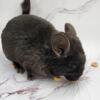 chinchillas   Ready and weaned for new home.