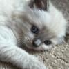 Bluepoint and Lilac point Ragdoll kittens, in search of their forever homes.