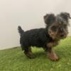 Yorkie puppy male- teacup