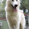 AKC Solid white long coat male German shepherd male puppy