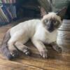 6 month old Siamese male