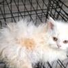 Tica curly Selkirk Rex kitten