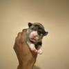 Im looking to Re home my litter of 10 pitbull puppies
