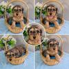 Lakeside Pets Cavapoos!!! Come see our pups!