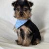 Adorable CKC Yorkie Puppy – Small, Sweet & Ready for a Loving Home