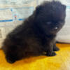 Male Pomeranian- color black is available