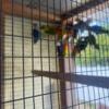 Lovebirds opaline and regular