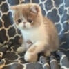 Quality Exotic Shorthair Kittens