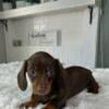 Adorable female AKC miniature dachshund 1250 brown with tan