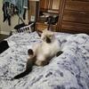 Beautiful Siamese kittens ready now