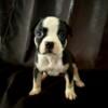 Pocket American Bully puppies