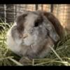 Pedigree Holland lops, English Angora