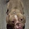 Female bully