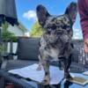 CLASSIC TRINDLE MERLE FRENCH BULLDOG FOR STUD