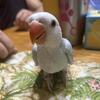 Indian Ringneck baby
