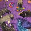 Anatolian Puppies