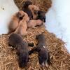 >> Top Quality Show Champion Pit Bull Puppies <<