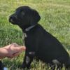 Labrador Retriever puppies