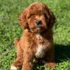 Adorable Female Goldendoodles