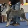 Pepper Salt Giant Schnauzer Puppies