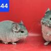 Chinchilla kits!