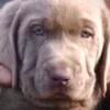 AKC Silver Labs located Morganton NC.