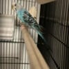 One blue parakeet for sale