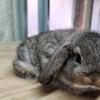 Mini Lop Doe