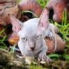 Blue male sphynx