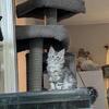 MAINE COON KITTEN/ HIGH SILVER MALE