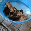 Belgian Malinois Pups for sale