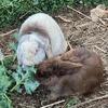 Holland lop