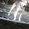 Alaskan husky for rehome