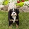 AKC Bernese Mountain Dog male and female puppies in Indiana 