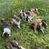 Reg. AKC Sheltie puppies.