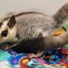 Sugar glider fall sale