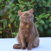 British shorthair for sale