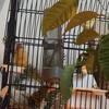 Finches