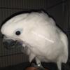 Umbrella Cockatoo  Sweet, tame, and talking and ready for a home