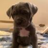 Neapolitan Mastiff puppies