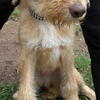 Male labradoodle 