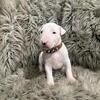 Puppies Available !!
