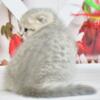 NEW Elite Scottish fold kitten from Europe with excellent pedigree, female. Brenda