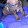 Special today only full stock bully pups that are gorgeous