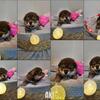 Shiba Inu Puppies