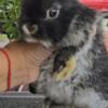 Hooland loops Dwarf Rabbit/ bunnies For Sale