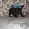 AKC Orange Collar Frenchie Female